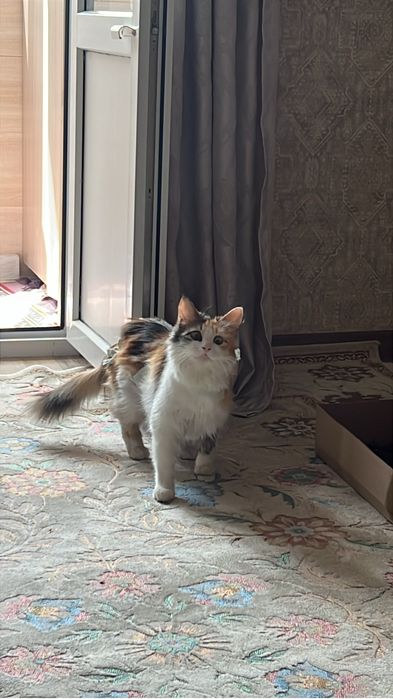 Стерилизованная кошка