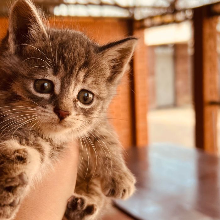 Котята милые и сладкие