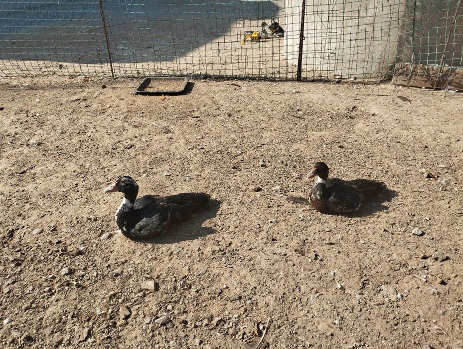 Индаутки молодые