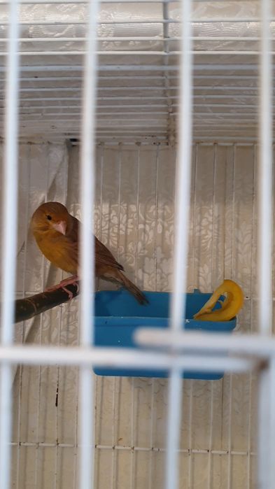 Продаю канарейку