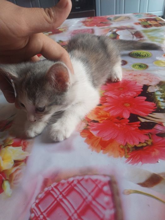 Шатлански кошка хочу аддат хорошим рукам