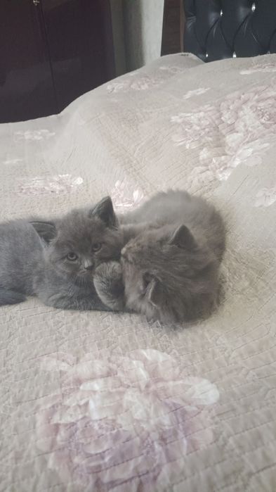 Продается катяты