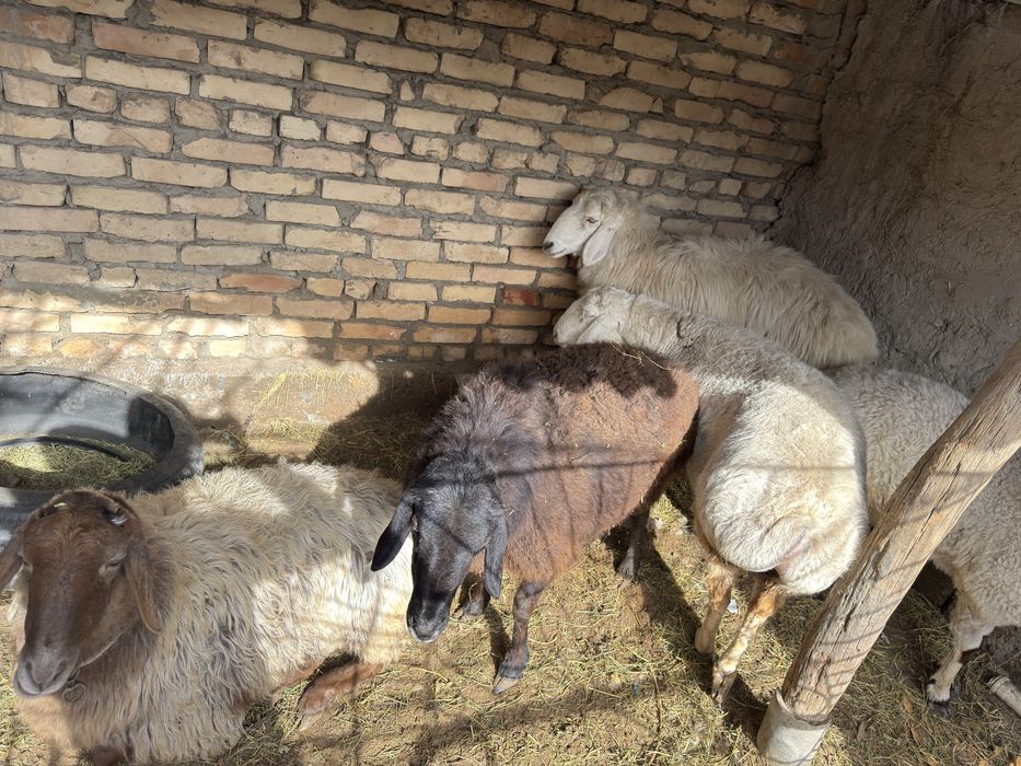 Buguz quylar sotiladi tezda