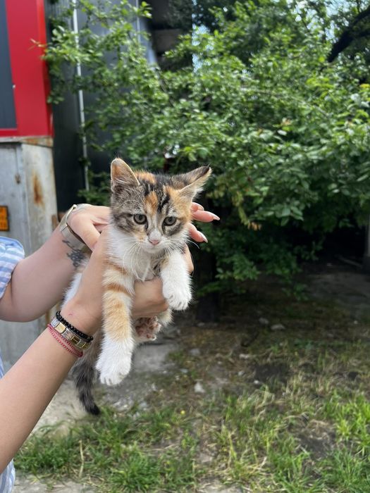 Подаряват се котенца