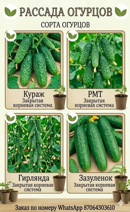 Рассада хороших и урожайных сортов