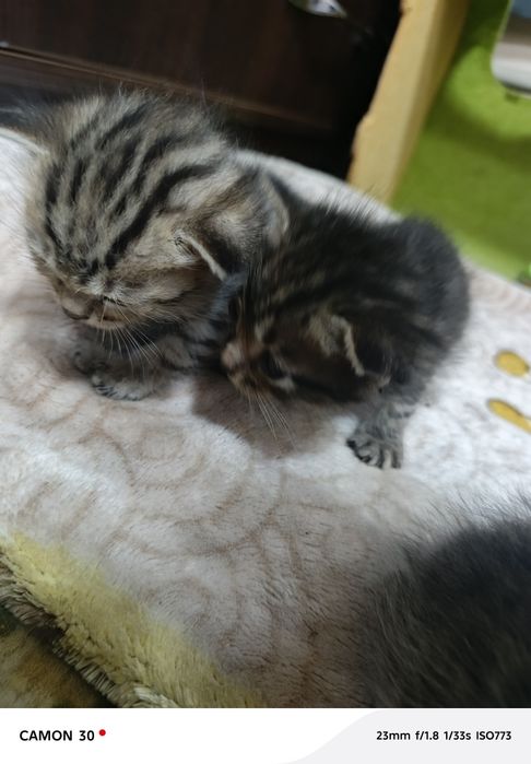 Срочно а там котят в добрые руки