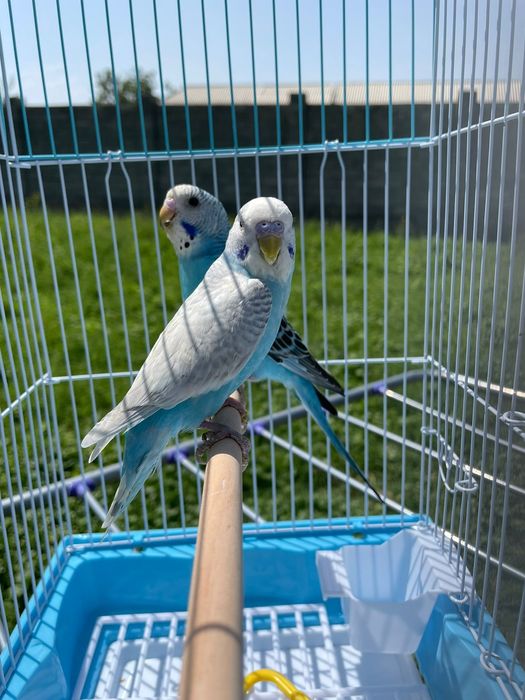 Попугай комплект