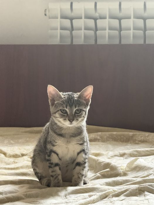 игривые котята 3 месяца