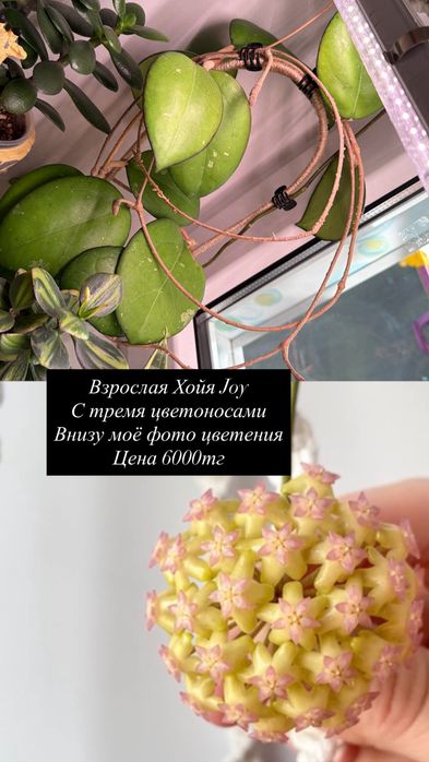 Продам комнатные растения