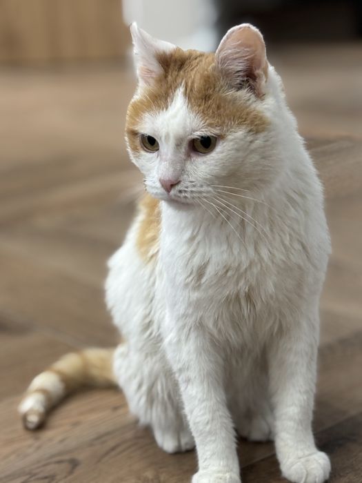 Кот кастрирован ищет дом