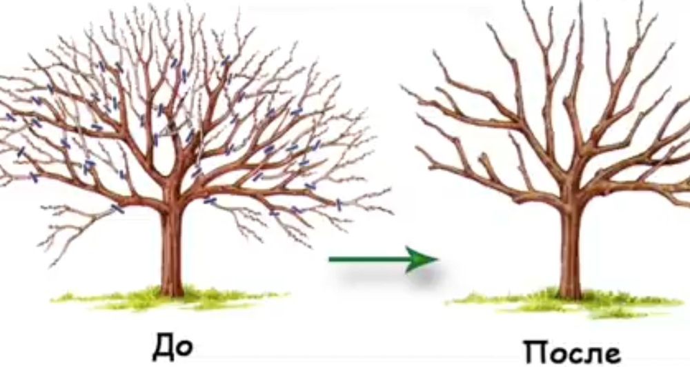 Садовник тал кырку