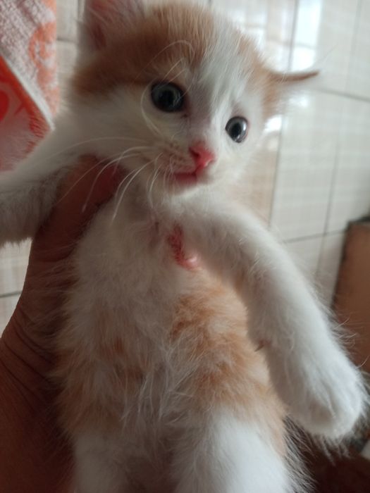 Отдам котят, бесплатно