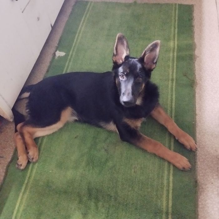 НемецскаЯ овчарка,