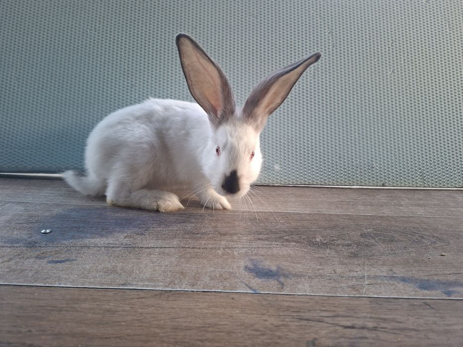Iepuri tineri 2 luni