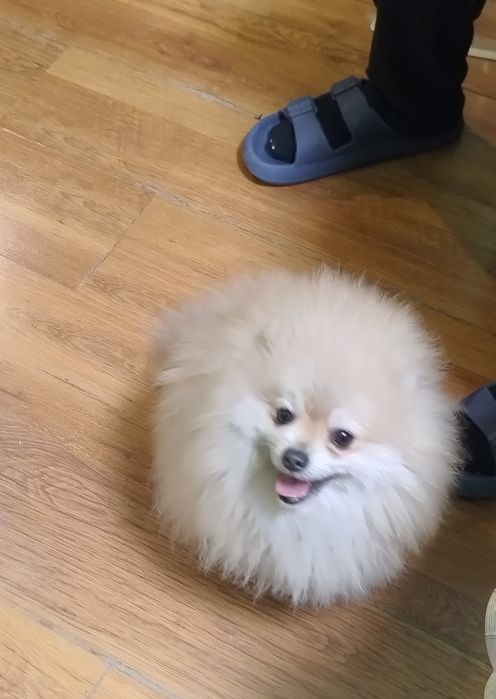 Померан , 2 момчета на 1 г.