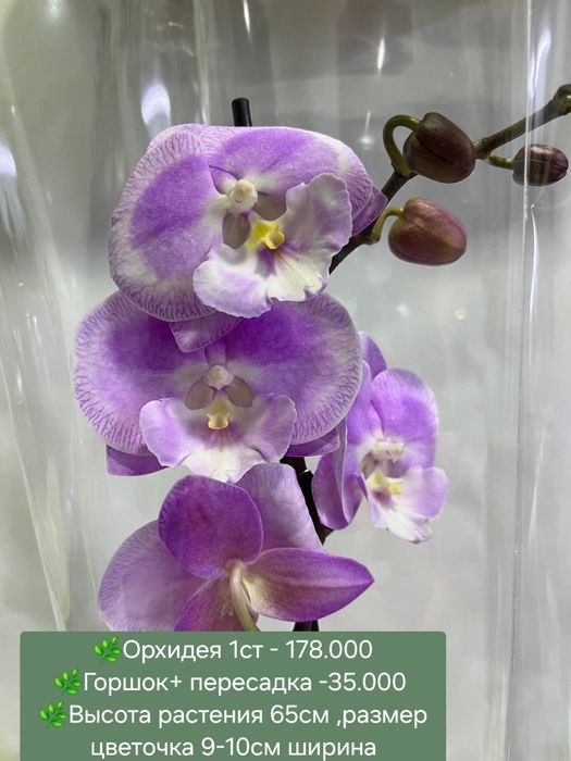 Орхидеи, Антуриум, Женское счастье и др