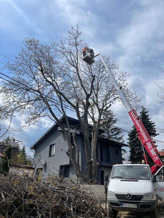 Премахване  и кастрене на дървета АРБОЛИФТ