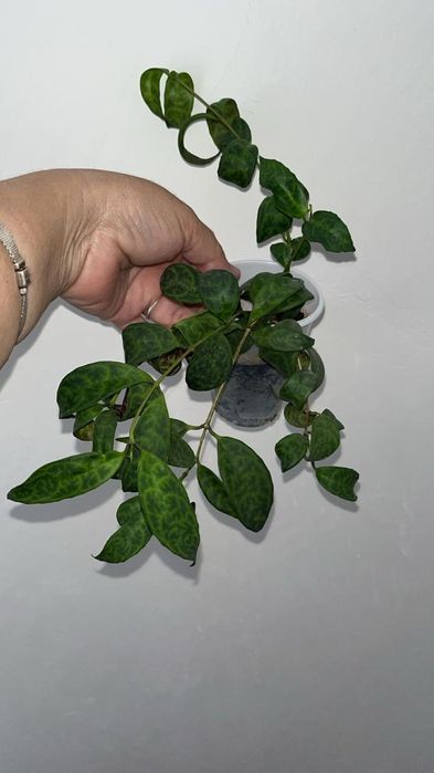 Цветочки разные по доступной цене