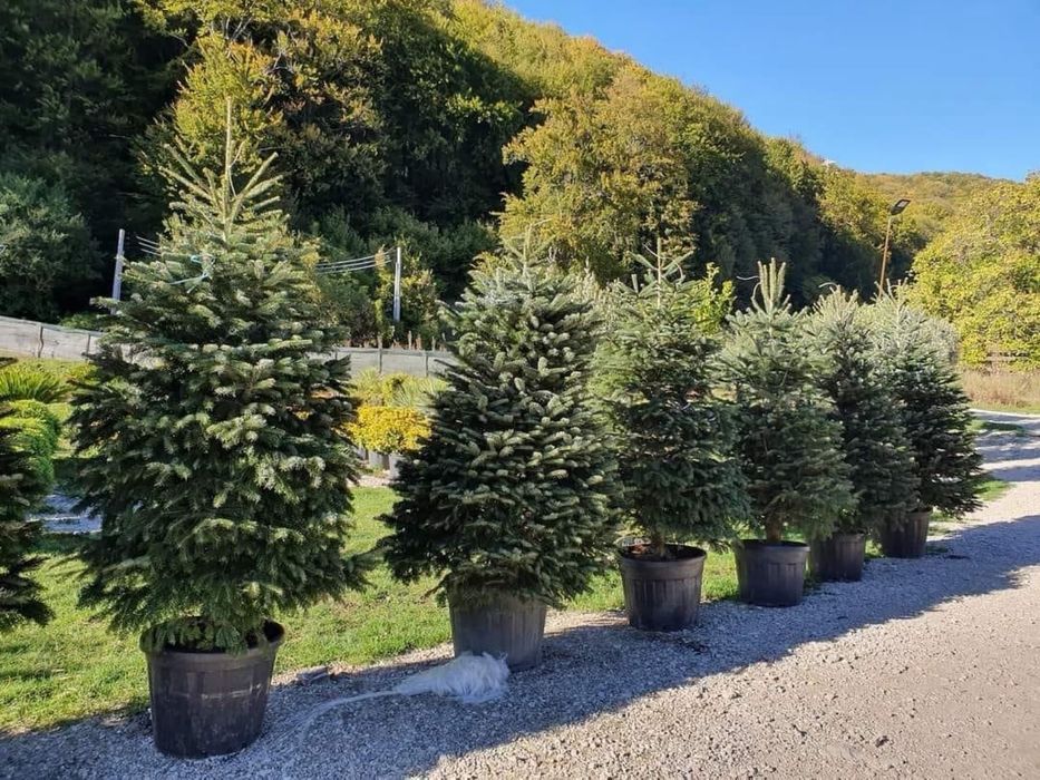 Vand brazi crescuti la ghiveci