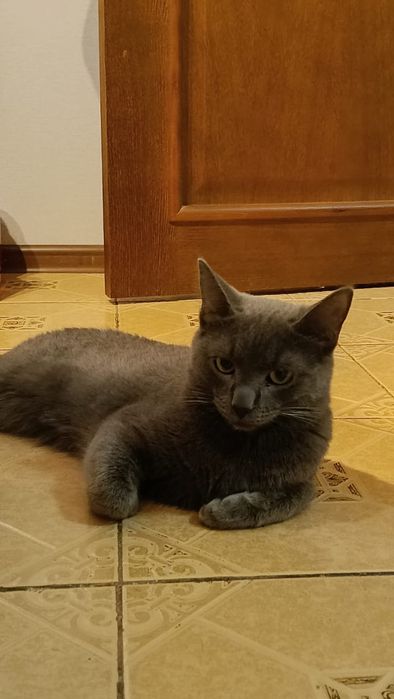 Отдам кота в хорошие руки