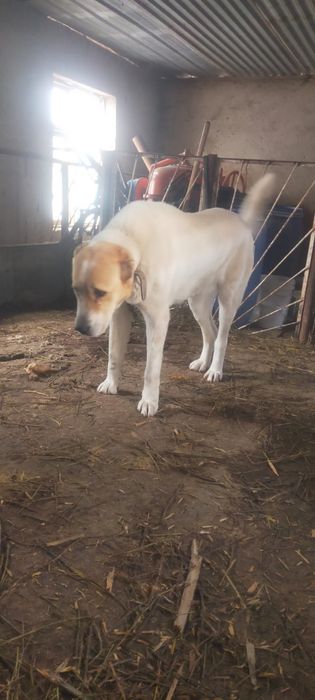 Продам мощную суку Алабая