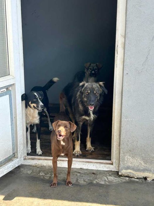 Adopta un caine - aceste 4 sufletele au nevoie de un camin!