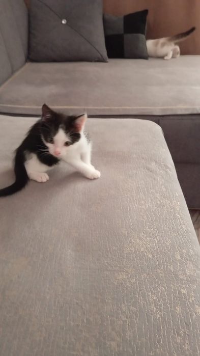 Отдам котят в добрые руки.