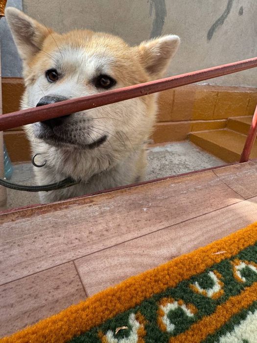 Акита-ину,ищем самку для вязки