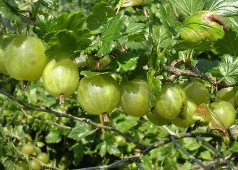 Продам дачу в саду "Клён"