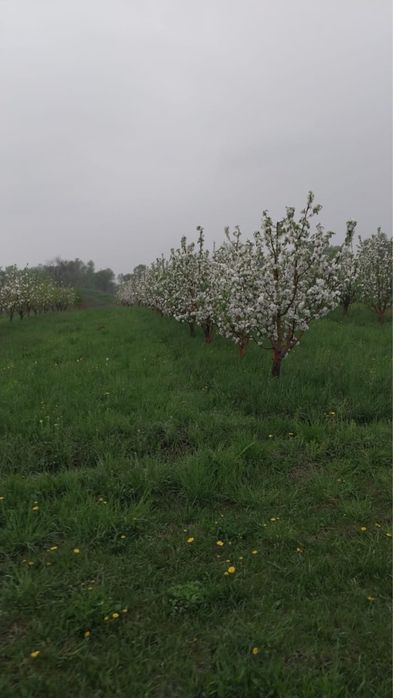 Сад плодоносящий