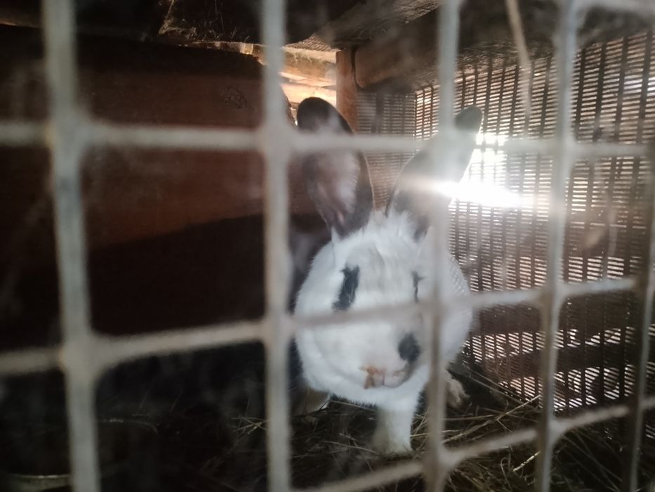 Продам хорошую кролиху