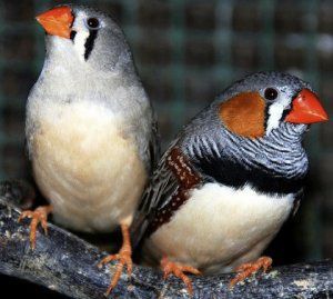 Амадины зебровые