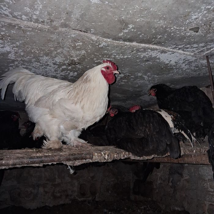 Vând 10 cocoși tineri