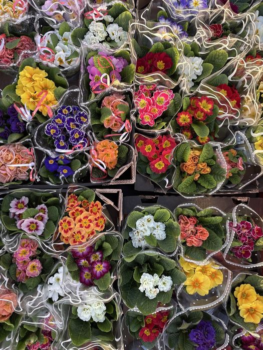 Flori naturale la preț redus