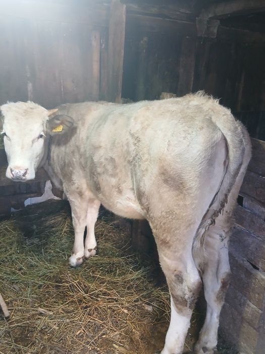 Vând vițica de un an