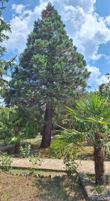 Гигантска секвоя (Sequoiadendron giganteum)