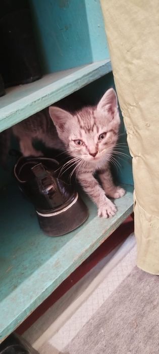 Отдам котят в добрые руки