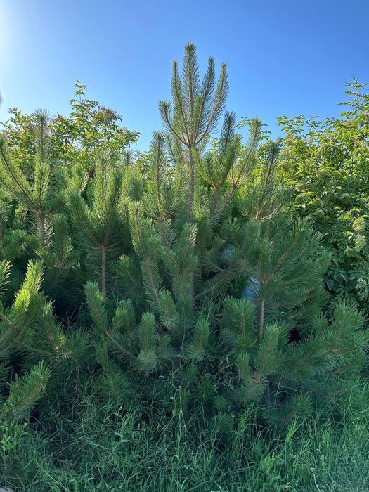 Манзарали Арча, Дарахтлар сотилади!