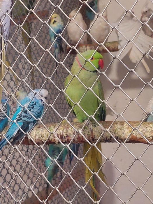 Ожереловый попугай