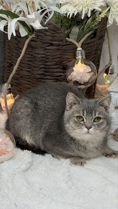 Британская девочка