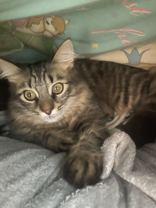 Пропал    котик!