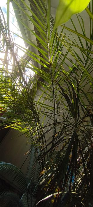 Финиковая пальма 250тыс