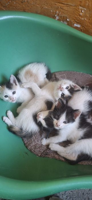Котята крысоловы