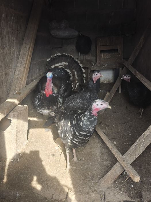 Продам семью индюков