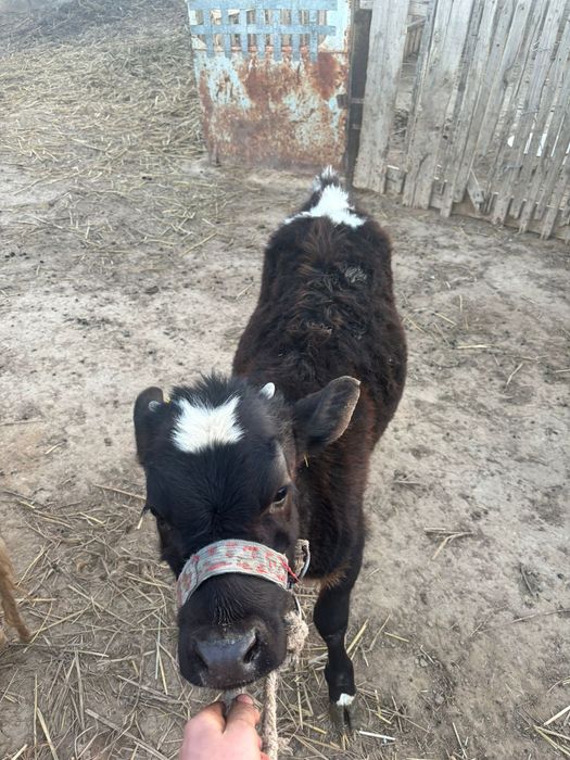 Бұзаулы Сиыр 1 ші тума