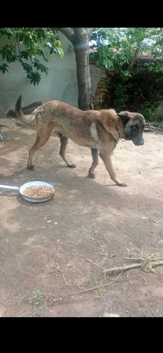 Чистокръвна белгийска овчарка (мъжки) на 10 месеца