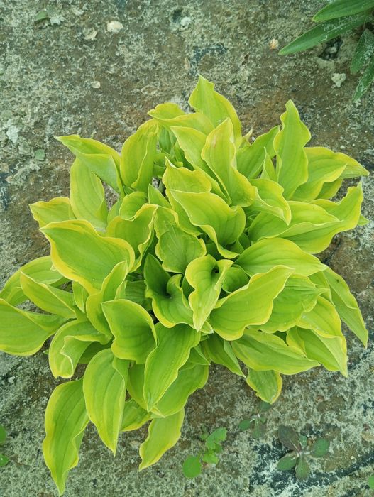 Продам делёнки хосты