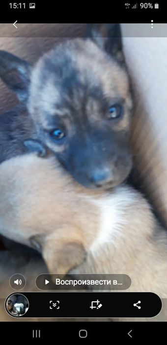 Отдам щенков в добрые руки