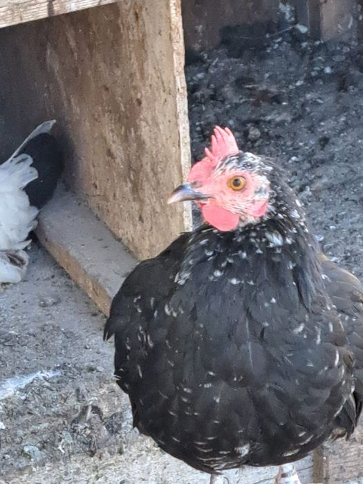 Vând familii de găini americane