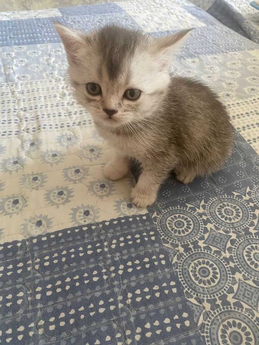 КОТЯТА Скоттиш-Страйт Вислоухие Скоттиш-Фолд